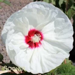 NEW OLD YELLA DWARF FLEMING™ HARDY HIBISCUS