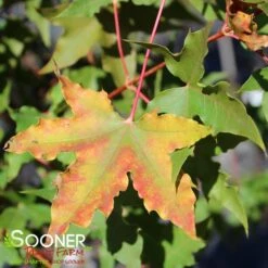 FIRE DRAGON® SHANTUNG MAPLE -Sooner Plant Farm Shop DETA5 2002