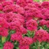 CLASS ACT SEDUM -Sooner Plant Farm Shop DETA5 2040
