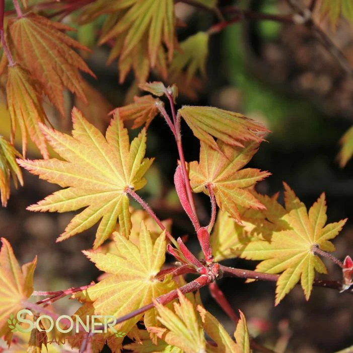 AUTUMN MOON UPRIGHT JAPANESE MAPLE 5 AUTUMN MOON UPRIGHT JAPANESE MAPLE - Image 3