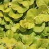 GOLDEN MONEYWORT -Sooner Plant Farm Shop DETA5 211