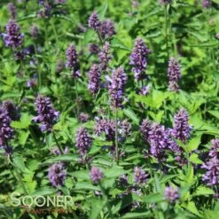 BLUE BOA HYSSOP -Sooner Plant Farm Shop DETA5 2312