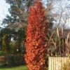 CHIMNEY FIRE OAK -Sooner Plant Farm Shop DETA5 2373