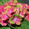 PISTACHIO HYDRANGEA -Sooner Plant Farm Shop DETA5 2500