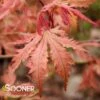 ARIADNE UPRIGHT JAPANESE MAPLE -Sooner Plant Farm Shop DETA5 2564