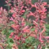 KUDOS™ CORAL HYSSOP 1 KUDOS™ CORAL HYSSOP -Sooner Plant Farm Shop DETA5 2606
