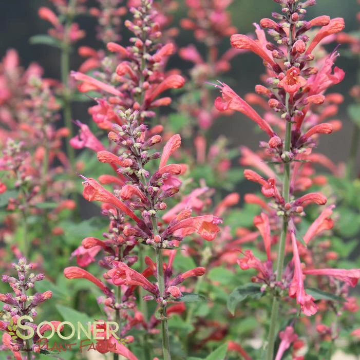 KUDOS™ CORAL HYSSOP 3 KUDOS™ CORAL HYSSOP