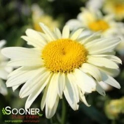 AMAZING DAISIES® BANANA CREAM SHASTA DAISY -Sooner Plant Farm Shop DETA5 2677