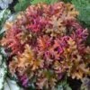ZIPPER CORAL BELLS -Sooner Plant Farm Shop DETA5 2698