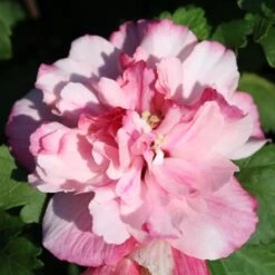 PEPPERMINT SMOOTHIE™ ALTHEA -Sooner Plant Farm Shop DETA5 2707