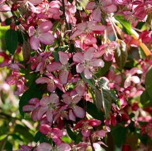 RUBY TEARS™ WEEPING CRABAPPLE 4 RUBY TEARS™ WEEPING CRABAPPLE - Image 2
