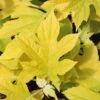 LITTLE HONEY DWARF OAKLEAF HYDRANGEA -Sooner Plant Farm Shop DETA5 2992