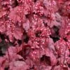 GRAPE SODAâ„¢ CORAL BELLS 2 GRAPE SODAâ„¢ CORAL BELLS -Sooner Plant Farm Shop DETA5 3009