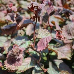 RED DRAGON CONTORTED FILBERT -Sooner Plant Farm Shop DETA5 3068