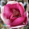 BLACK TULIP® MAGNOLIA -Sooner Plant Farm Shop DETA5 3122