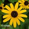 GOLDSTURM BLACK-EYED SUSAN