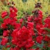 CHA CHA™ CHERRY BEARDTONGUE 2 CHA CHA™ CHERRY BEARDTONGUE -Sooner Plant Farm Shop DETA5 3214