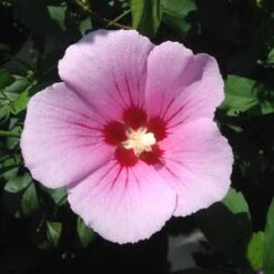 ORCHID SATIN® ALTHEA -Sooner Plant Farm Shop DETA5 3241