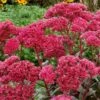 THUNDERHEAD SEDUM -Sooner Plant Farm Shop DETA5 3257