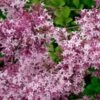 CRIMSON DOLLâ„¢ LILAC 2 CRIMSON DOLLâ„¢ LILAC -Sooner Plant Farm Shop DETA5 3277