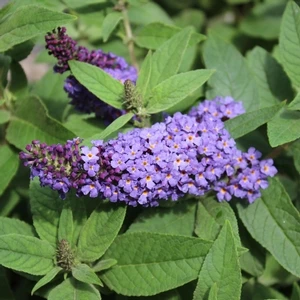 PUGSTER BLUE® BUTTERFLY BUSH 3 PUGSTER BLUE® BUTTERFLY BUSH