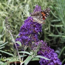 BUZZ® MIDNIGHT BUTTERFLY BUSH 11 BUZZ® MIDNIGHT BUTTERFLY BUSH -Sooner Plant Farm Shop DETA5 3582