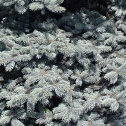 BABY BLUE EYES BLUE SPRUCE -Sooner Plant Farm Shop DETA5 3586