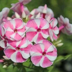 BAMBINI™ CANDY CRUSH GARDEN PHLOX -Sooner Plant Farm Shop DETA5 3589