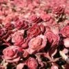 RED CARPET SEDUM -Sooner Plant Farm Shop DETA5 372