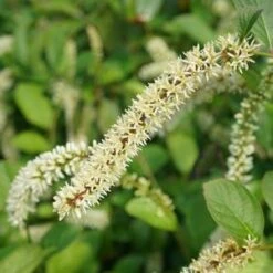 SCENTLANDIA® SWEETSPIRE 9 SCENTLANDIA® SWEETSPIRE -Sooner Plant Farm Shop DETA5 3741