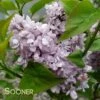 SCENTARA® DOUBLE BLUE LILAC -Sooner Plant Farm Shop DETA5 3748