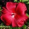 CRISTI™ HARDY HIBISCUS -Sooner Plant Farm Shop DETA5 3771