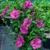 MAGENTA CHIFFON® ALTHEA 1 MAGENTA CHIFFON® ALTHEA -Sooner Plant Farm Shop DETA5 3846