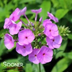 FASHIONABLY EARLY FLAMINGO GARDEN PHLOX -Sooner Plant Farm Shop DETA5 3878