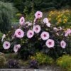 SUMMERIFIC® PERFECT STORM HARDY HIBISCUS -Sooner Plant Farm Shop DETA5 3901