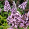 GRAND CASCADE BUTTERFLY BUSH -Sooner Plant Farm Shop DETA5 3913