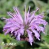 SUGAR BUZZ® BLUE MOON BEEBALM -Sooner Plant Farm Shop DETA5 3950