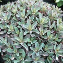 MARINA SEDUM -Sooner Plant Farm Shop DETA5 4022