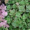 SUNSPARKLER® LIME ZINGER SEDUM 2 SUNSPARKLER® LIME ZINGER SEDUM -Sooner Plant Farm Shop DETA5 4023