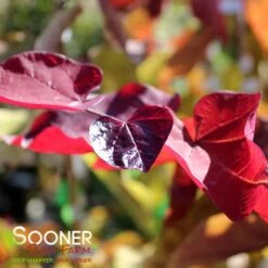FLAME THROWER® REDBUD 10 FLAME THROWER® REDBUD -Sooner Plant Farm Shop DETA5 4074