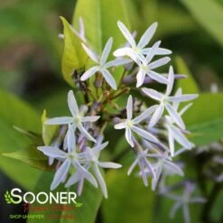 STORM CLOUD BLUE STAR 9 STORM CLOUD BLUE STAR -Sooner Plant Farm Shop DETA5 4095