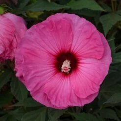 SUMMERIFIC® CANDY CRUSH HARDY HIBISCUS 7 SUMMERIFIC® CANDY CRUSH HARDY HIBISCUS -Sooner Plant Farm Shop DETA5 4130