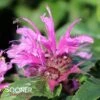 LEADING LADY ORCHID BEEBALM 2 LEADING LADY ORCHID BEEBALM -Sooner Plant Farm Shop DETA5 4149