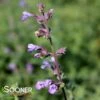 CAT'S MEOW CATMINT -Sooner Plant Farm Shop DETA5 4151
