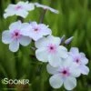 OPENING ACT PINK-A-DOT GARDEN PHLOX -Sooner Plant Farm Shop DETA5 4154
