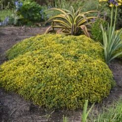 ROCK 'N GROW™ YELLOW BRICK ROAD SEDUM -Sooner Plant Farm Shop DETA5 4171