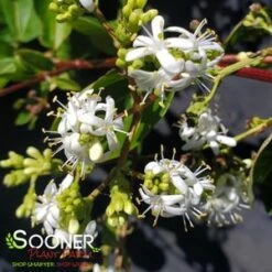 TIANSHAN® SEVEN SON FLOWER 8 TIANSHAN® SEVEN SON FLOWER -Sooner Plant Farm Shop DETA5 4185