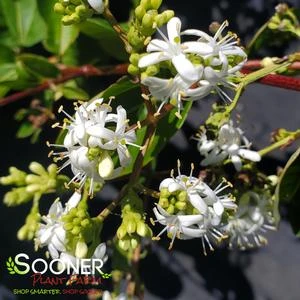 TIANSHAN® SEVEN SON FLOWER 5 TIANSHAN® SEVEN SON FLOWER - Image 3