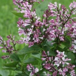 BABY KIM® LILAC -Sooner Plant Farm Shop DETA5 4259