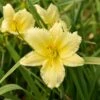 BIG TIME HAPPY DAYLILY 1 BIG TIME HAPPY DAYLILY -Sooner Plant Farm Shop DETA5 4280